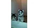 tghfdewsxcv siberian husky pups for sale