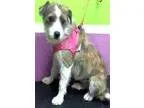 Adopt Faith a Jack Russell Terrier Schnauzer