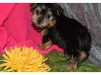 Deswwqa Teacup Yorkie Puppies For Sale