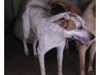 Adopt Roland a White - with Red Golden Orange or Chestnut Cattle