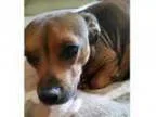 Adopt Lisette a Dachshund Beagle