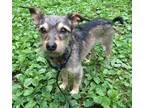 Adopt Barney a Black - with Tan Yellow or Fawn Terrier (Unknown 