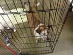 Adopt Tina a Beagle Australian Cattle Dog (Blue Heeler)