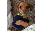 Adopt Otis a Dachshund