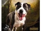 Adopt Logan a Brindle - with White Pit Bull Terrier  Mixed dog i