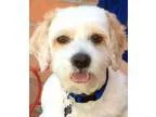Adopt RICHARD (video) a White - with Tan Yellow or Fawn Cockapoo