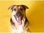 Adopt Zeus a German Shepherd Dog