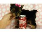 Qews Teacup Yorkshire Terrier Puppies