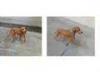 Adopt Jessy a Beagle Dachshund