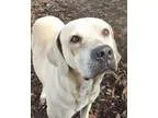 Adopt Jake a TanYellowFawn Labrador Retriever  Mixed dog in tamp