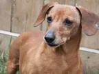 Adopt LINCOLN a BrownChocolate Dachshund  Mixed dog in Edmonton 