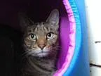 Adopt Teale a Tabby - Brown Tiger
