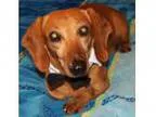 Adopt Spud a Dachshund