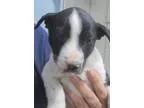 Adopt Cassidy a Australian Cattle Dog (Blue Heeler) Border Colli