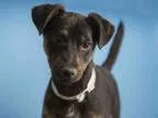 Adopt Luna a Siberian Husky