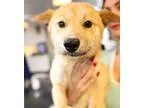 Adopt Max a TanYellowFawn Jindo  Mixed dog in Sherman Oaks CA (1