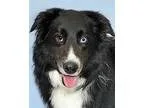 Adopt Striker a Black - with White Border Collie  Mixed dog in G