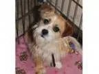 Adopt Chenin Blanc a Terrier (Unknown Type Small) Terrier (Unkn