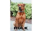 Adopt Hulk a Rottweiler