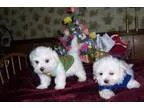 Wollo Maltese Puppies