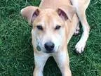 Adopt Brady a TanYellowFawn Labrador Retriever  Mixed dog in Por