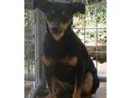 Adopt Speedy a Miniature Pinscher