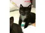 Adopt August 85 Female Kitten a Black and White or Tuxedo Domest