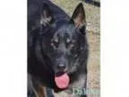 Adopt Dakota a German Shepherd Dog