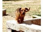 Adopt GEORGIO a RedGoldenOrangeCh estnut - with Black Dachshund 