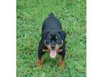 Excellent Rottweiler puppies.