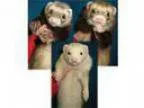 Adopt Pickles Fat Boy and Sonic a Ferret