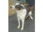 Adopt Reggie a Australian Cattle Dog (Blue Heeler) Australian Sh