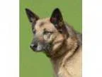 Adopt Runt a German Shepherd Dog