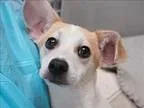 Adopt Toby a Jack Russell Terrier  Mixed dog in Portland OR (152