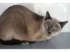 Adopt Eddy a Siamese