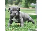 Blue Nose Pittbull puppies available