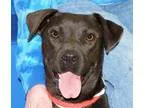 Adopt Cate a Black - with White Pit Bull Terrier  Mixed dog in S