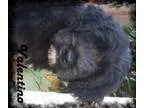 Adopt Valentino a Black - with White Labrador Retriever  Standar