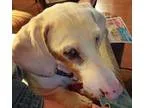 Adopt Jazzy Jay...JJ a White - with Gray or Silver Dachshund  Mi