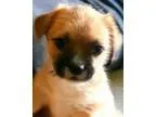 Adopt Prince George a Shih Tzu