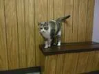 Adopt Sweetie a Calico