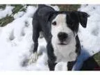 Adopt Frogger a Pit Bull Terrier