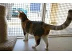 Adopt Gretchen a Brindle Pit Bull Terrier  Mixed dog in Ann Arbo
