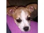 Adopt Nanci a White - with Black Jack Russell Terrier  Mixed dog