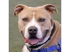 Adopt Rollo a Pit Bull Terrier