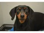 Adopt Marge a Dachshund