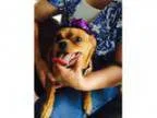 Adopt Mama Courtesy Post a Miniature Pinscher