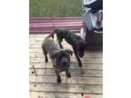 Adopt NORMAN a Brindle Mastiff  Mixed dog in Edmonton AB (154940