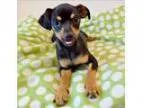 Adopt Basil a Miniature Pinscher Mixed dog in Mipiltas CA (