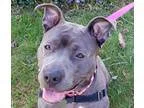 Adopt Grace a GraySilverSalt and Pepper - with White Pit Bull Te